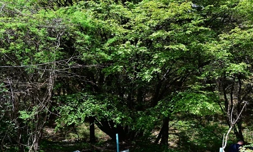 Phát hiện cây anh đào vua tuổi thọ ngàn năm ở Trung Quốc