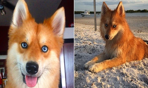 Chết mê cô chó lai nổi tiếng đẹp giống hệt cáo đỏ