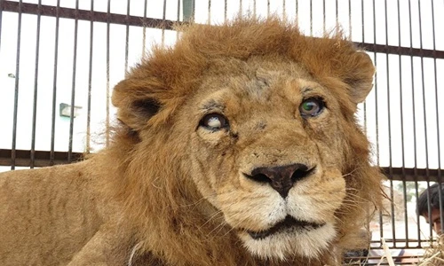 Tận mắt cuộc sống địa ngục của sư tử rạp xiếc