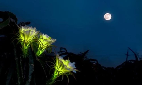 Ngỡ hoa cổ tích ngoài đời thật, bạn sẽ choáng ngợp với sự thực 