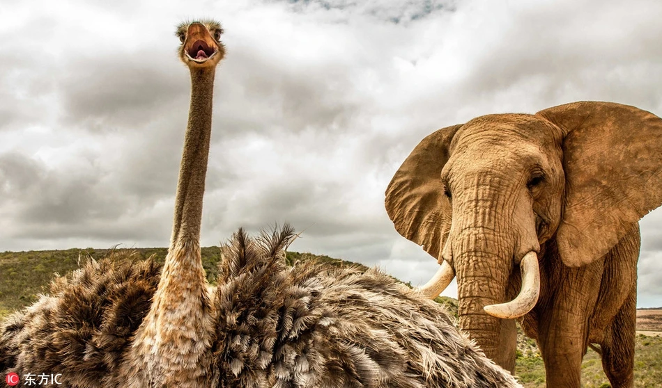 Lạ lùng tình bạn giữa voi khổng lồ và đà điểu 