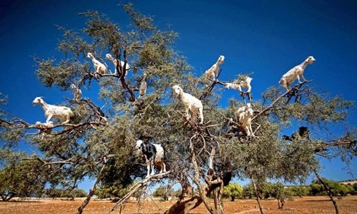 Trố mắt với kỹ thuật trèo cây siêu đỉnh của dê