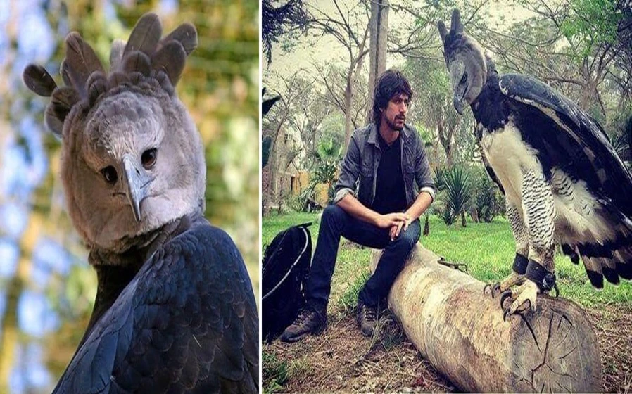 Choáng váng đại bàng khổng lồ "bản đời thực thần điêu đại hiệp"