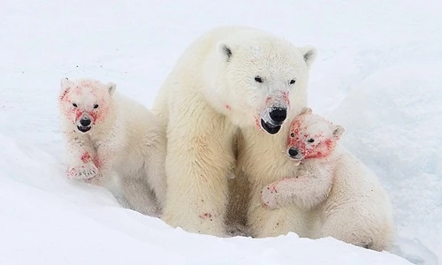 Rợn người khuôn mặt "máu me" của mẹ con gấu Bắc cực 