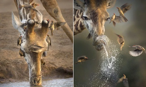 Chim sẻ hết hồn khi hươu cao cổ "tung chưởng" hắt hơi