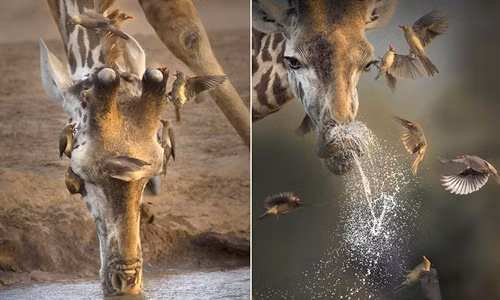 Chim sẻ hết hồn khi hươu cao cổ "tung chưởng" hắt hơi 