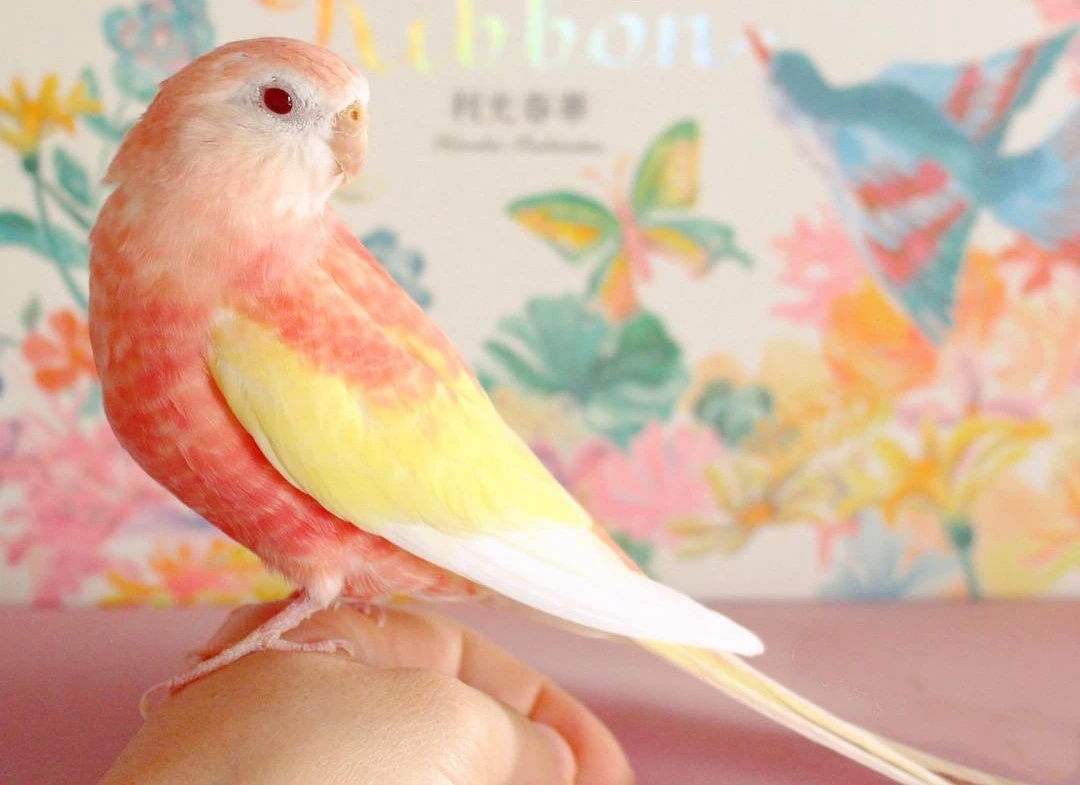 Độc đáo loài vẹt sữa dâu “đốn tim” người từ cái nhìn đầu tiên