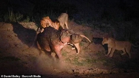 Hà mã bị thương thoát chết thần kỳ giữa bầy sư tử