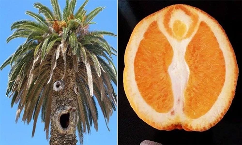 Giật mình những khuôn mặt ẩn giấu bất ngờ xuất hiện