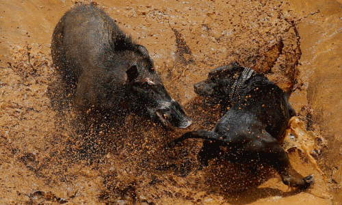 Xót xa lợn rừng và chó cắn xé đẫm máu để mua vui