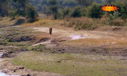 Nát tươm mặt, sư tử chết thảm sau cuộc chiến với hà mã