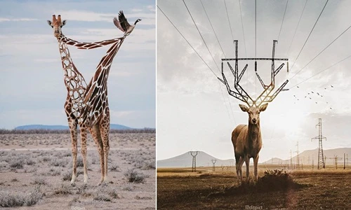 Từ sự sáng tạo không giới hạn... đến ảnh siêu thực "độc" như này