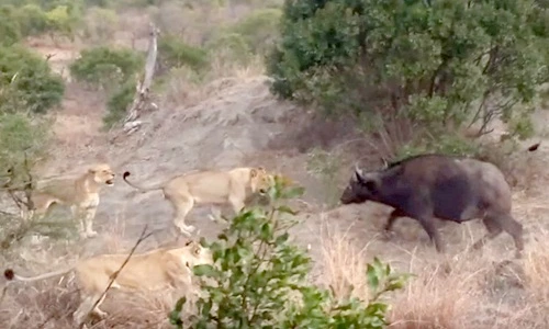 Trâu rừng mẹ bất lực trước nanh vuốt bầy sư tử 