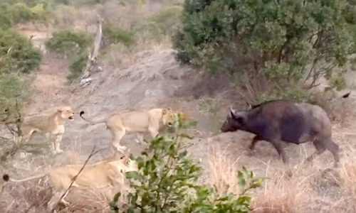 Trâu rừng mẹ bất lực trước nanh vuốt bầy sư tử 
