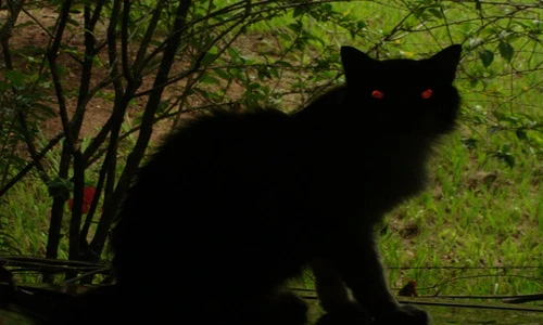 Mèo Yule, quái vật Giáng sinh gây ác mộng ở Iceland