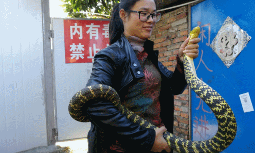 Chuyện lạ hôm nay: Gái trẻ mê mẩn rắn cực độc, bỏ cả việc lương cao