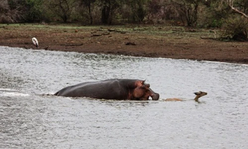 Số phận chết chóc bi thảm của linh dương được hà mã cứu