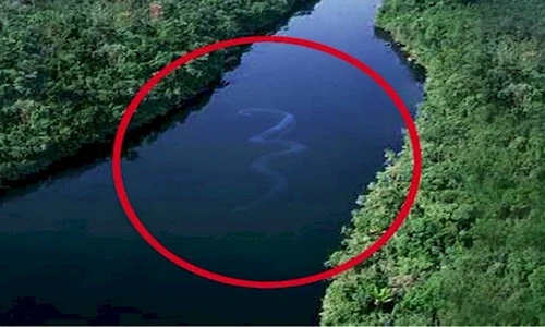 Những thủy quái kinh dị khiến con người sởn gai ốc