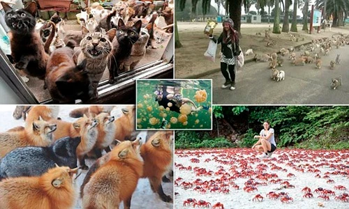 Kỳ lạ những nơi động vật “đóng đô”, tạo “thương hiệu” riêng