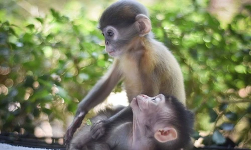 Tình bạn cảm động giữa hai chú khỉ mồ côi khác loài 