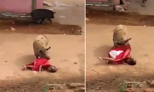 Hãi hùng lợn khổng lồ nổi điên tấn công bà lão