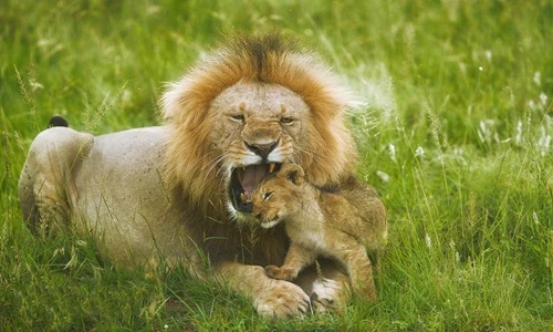 Ấn tượng những khoảnh khắc "độc" của động vật hoang dã (3)