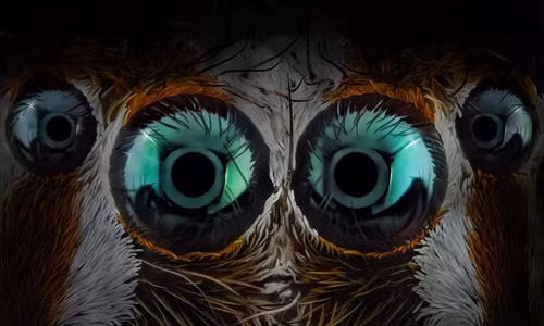 Choáng với hình ảnh ngỡ như ngoài hành tinh của nhện nhảy