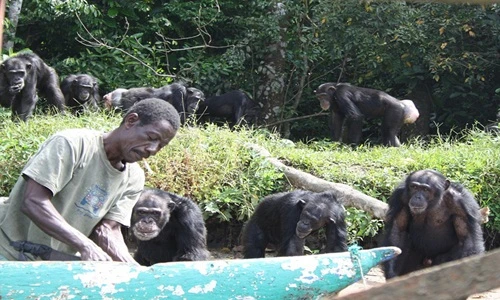 Những con tinh tinh bị thí nghiệm y tế giờ ra sao?