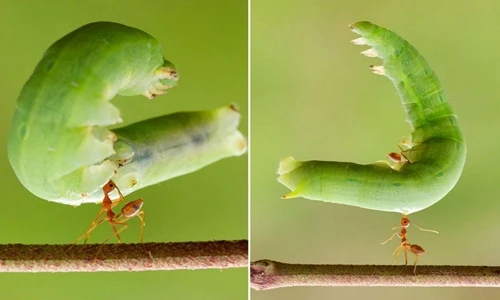 Những sự thật về sinh học kỳ lạ khiến bạn bàng hoàng