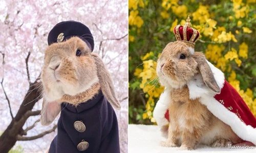 Chú thỏ phong cách nhất thế giới “đốn tim” dân mạng