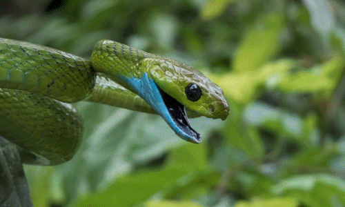 Ảnh độc về bò sát ếch nhái Việt Nam của nhà nghiên cứu Mỹ