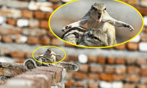 Sóc chuột đại chiến trên bờ tường vì miếng cơm manh áo