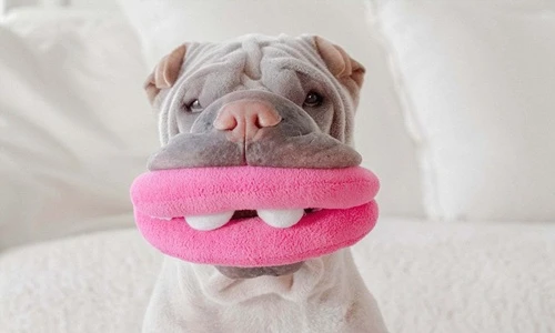 Chú chó nổi tiếng với những trò lố siêu đáng yêu