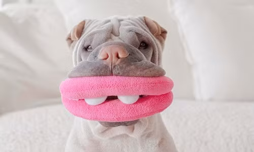 Chú chó nổi tiếng với những trò lố siêu đáng yêu