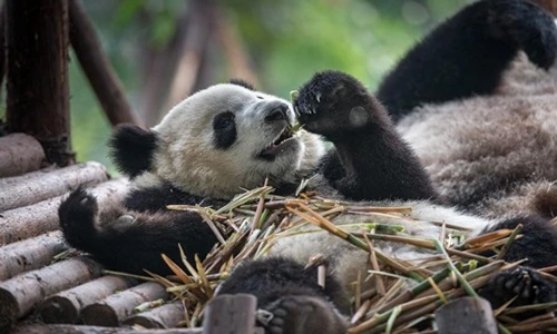 Những con gấu trúc lười biếng khiến con người ghen tị