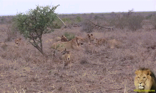 Ảnh động cảnh chó rừng bạo gan ăn cắp mồi của sư tử