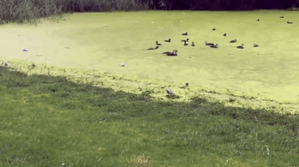 Những khoảnh khắc "cười rụng rốn" với động vật