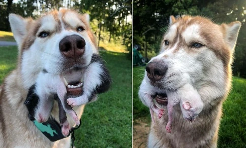 Tìm thấy đàn mèo con, cô chó husky làm điều ai cũng cảm động