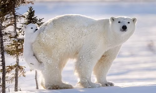 Gấu Bắc cực con nhõng nhẽo đòi mẹ cõng