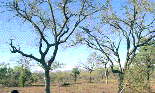 Báo hoa mai săn khỉ nhỏ trên cây như phim hành động