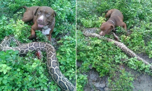 Chó Pit bull liều mình cắn chết trăn khổng lồ cứu đàn gà