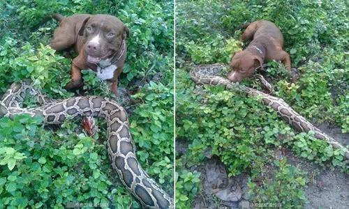 Chó Pit bull liều mình cắn chết trăn khổng lồ cứu đàn gà