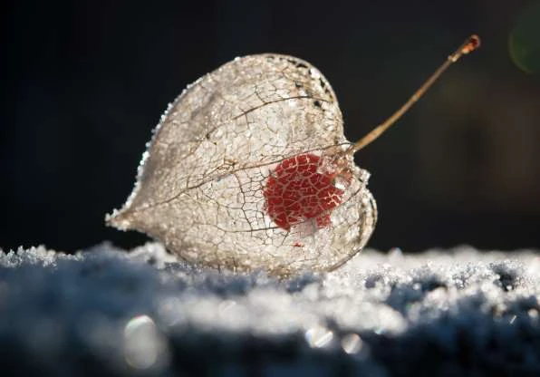 Choáng loạt hiện tượng thiên nhiên kỳ thú khiến tâm trí bạn “nổ tung“