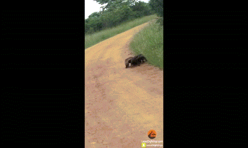 Lửng mật tranh chấp, đánh nhau tay ba ngay giữa đường