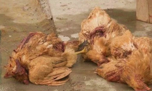 Sinh vật bí ẩn hút máu động vật gây rúng động 