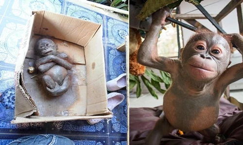 Kinh ngạc sự hồi phục thần kỳ của đười ươi "xác ướp"