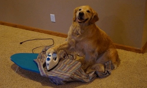 Chết cười những khoảnh khắc động vật “ảo tưởng sức mạnh”