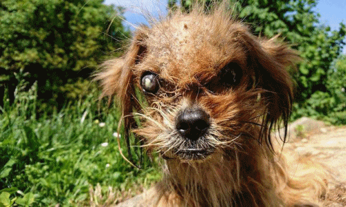 Chú chó quỷ dữ về từ cõi chết và màn lột xác ngoạn mục