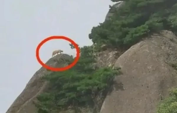 Lên núi tưởng gặp được “thần thú”, ngã ngửa sự thật nực cười