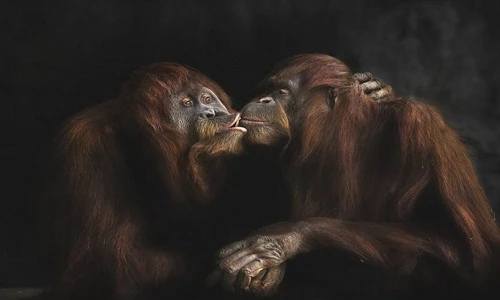 Khoảnh khắc cực ấn tượng của động vật hoang dã